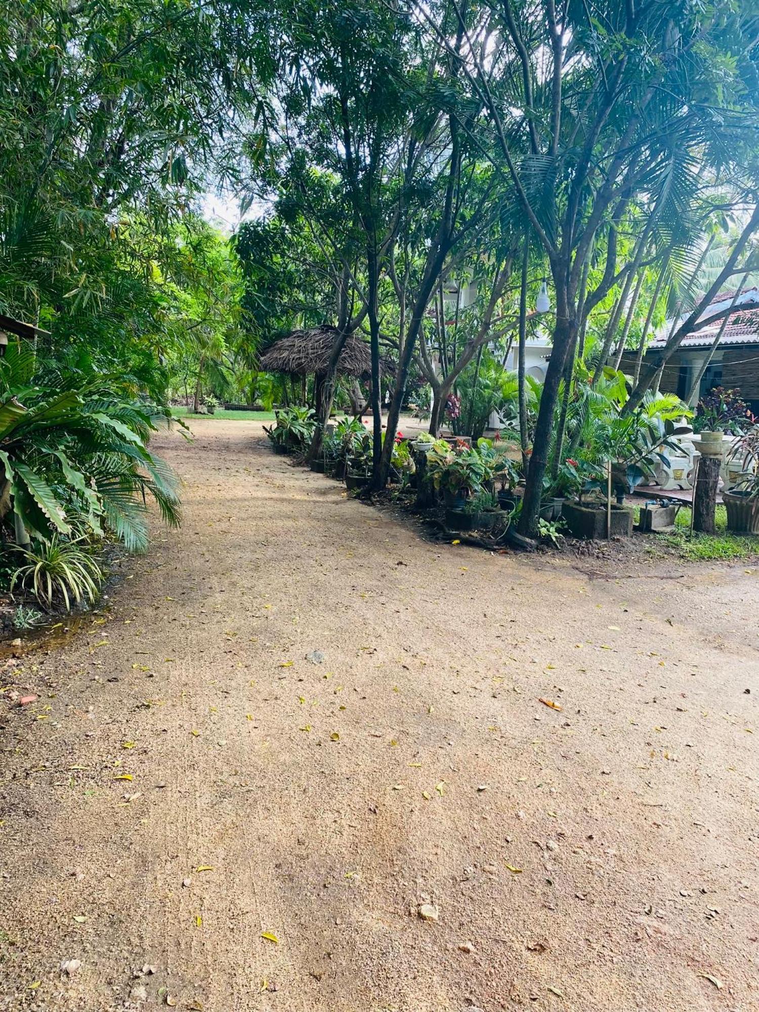 The Green Garden Dambulla Bagian luar foto